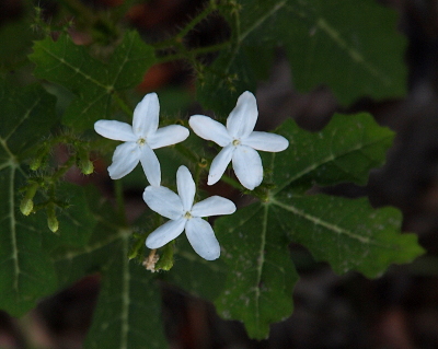 [Three five-petal white flowers with a tiny yellow center dot are above multi-lobed leaves which have wavy edges.]